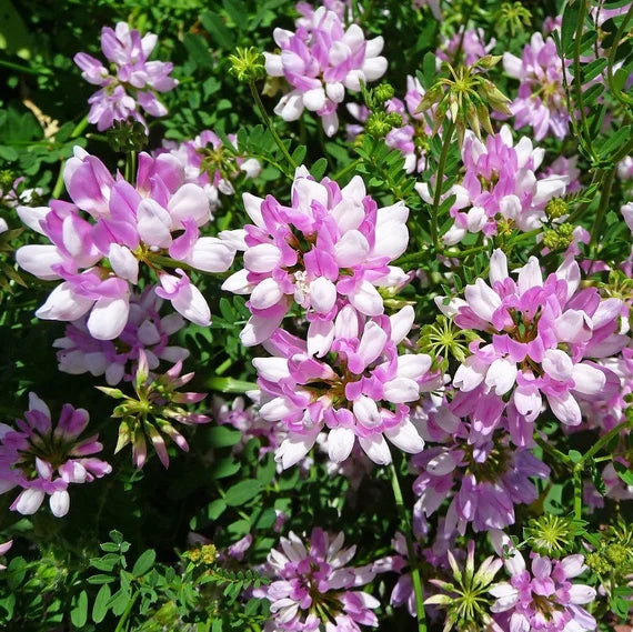 hell Rosa Wicke Blumensamen zur Aussaat Bestäuber freundlich Traditionssorte & ohne Gentechnik Samen Hausgarten