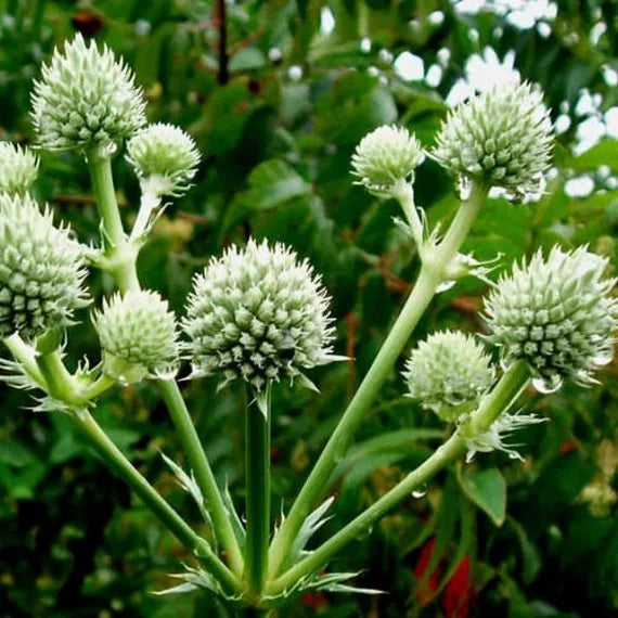 Weiß Rattlesnake Master Blumensamen zur Aussaat – farbenfroh Schau – Traditionssorte & ohne Gentechnik Samen Hausgarten