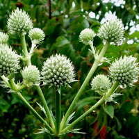 Weiß Rattlesnake Master Blumensamen zur Aussaat – farbenfroh Schau – Traditionssorte & ohne Gentechnik Samen Hausgarten