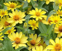Gelb Profusion Blumensamen zur Aussaat – Halbschatten verträglich – Traditionssorte & ohne Gentechnik Samen Hausgarten