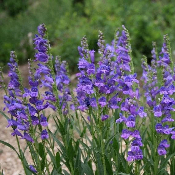Blau penstemon blume samen for anpflanzung - pollinator friendly, heirloom & gmo free samen for home garten
 
 sale samen for anpflanzung in home garten