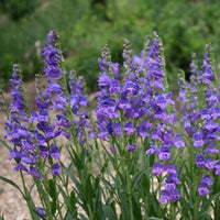 Blau penstemon blume samen for anpflanzung - pollinator friendly, heirloom & gmo free samen for home garten
 
 sale samen for anpflanzung in home garten