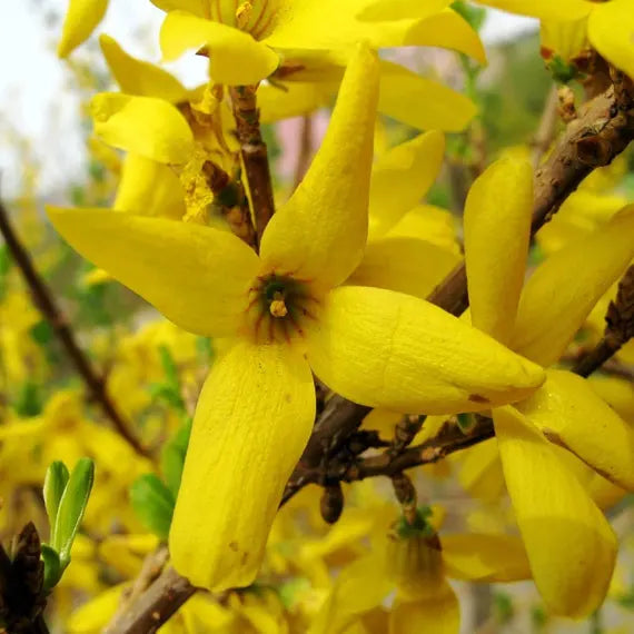 Forsythia Blumensamen zur Aussaat – Wildblume Mischung – Traditionssorte & ohne Gentechnik Samen Hausgarten