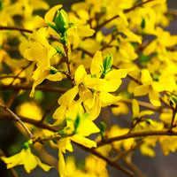 Forsythia Hampshire Blumensamen zur Aussaat hochwertige Qualitäts- Traditionssorte & ohne Gentechnik Samen Hausgarten