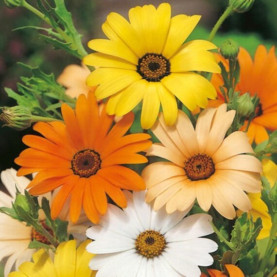 African Daisy Kapkörbchen spp Gemischt Blumensamen zur Aussaat Blume Beet