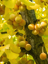 Ginkgo Blumensamen zur Aussaat – sonnenliebend – Traditionssorte & ohne Gentechnik Samen Hausgarten