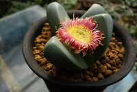 Argyroderma Succulent Samen zur Aussaat