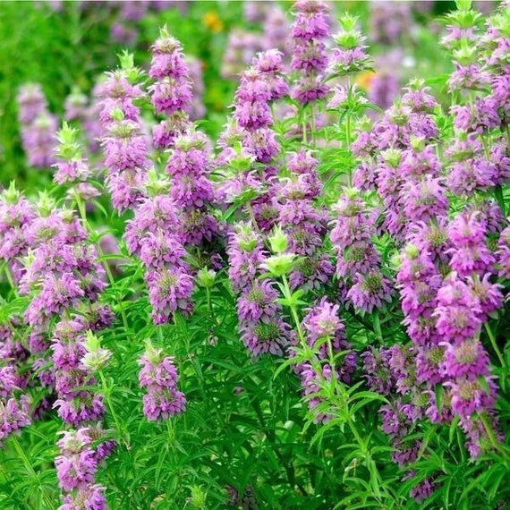 Monarda citriodora Blumen  Samenfür einfaches Anpflanzen