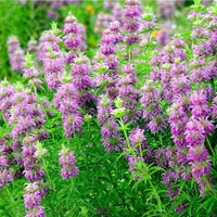 Monarda citriodora Blumen  Samenfür einfaches Anpflanzen