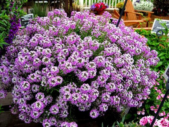 Gemischt Lobularia Blumensamen zur Aussaat Halbschatten verträglich Traditionssorte & ohne Gentechnik Samen Hausgarten