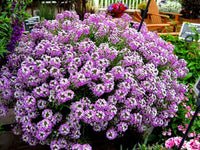 Gemischt Lobularia Blumensamen zur Aussaat Halbschatten verträglich Traditionssorte & ohne Gentechnik Samen Hausgarten