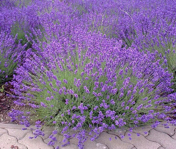 Lavender avonview blume samen for anpflanzung - bright blooms, heirloom & gmo free samen for home garten
 
 sale for anpflanzung in home garten.