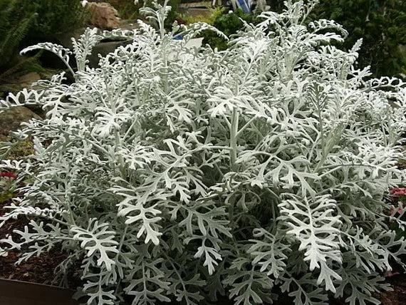 Dusty miller silver dust blume samen for anpflanzung - colorful display, heirloom & gmo free samen for home garten
 
 sale samen for home garten
