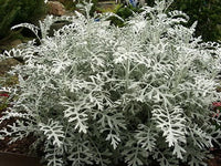Dusty miller silver dust blume samen for anpflanzung - colorful display, heirloom & gmo free samen for home garten
 
 sale samen for home garten