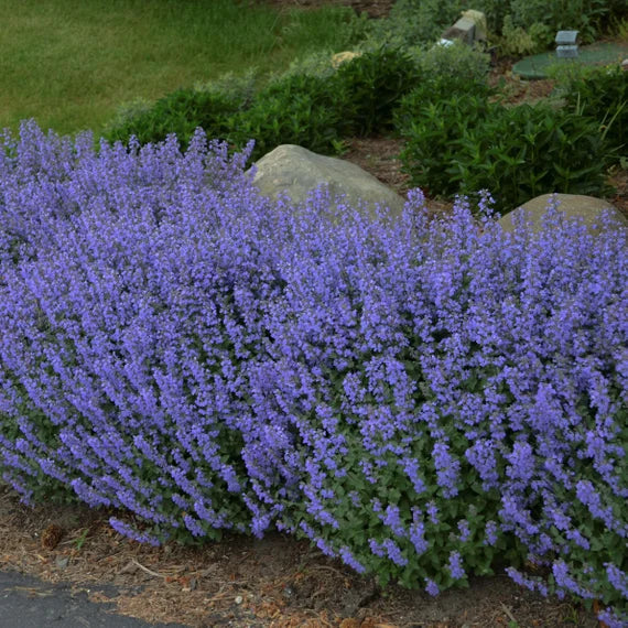 Nepeta Mussinii Blumensamen zur Aussaat robust Sorte Traditionssorte & ohne Gentechnik Samen Hausgarten