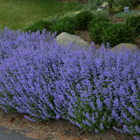 Nepeta Mussinii Blumensamen zur Aussaat robust Sorte Traditionssorte & ohne Gentechnik Samen Hausgarten