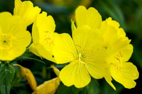 Oenothera Lamarckiana Blumensamen zur Aussaat leuchtend Traditionssorte & ohne Gentechnik Samen Hausgarten