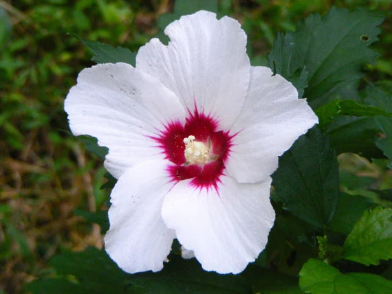 Weiß Rosa Hibiskus Blumensamen zur Aussaat leuchtend Blüten Traditionssorte & ohne Gentechnik Samen Hausgarten