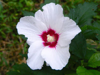 Weiß Rosa Hibiskus Blumensamen zur Aussaat leuchtend Blüten Traditionssorte & ohne Gentechnik Samen Hausgarten