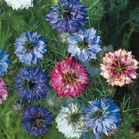 Damascena Blumensamen zur Aussaat – robust Sorte – Traditionssorte & ohne Gentechnik Samen Hausgarten