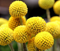 Craspedia Blumensamen zur Aussaat Anzucht Traditionssorte & ohne Gentechnik Samen Hausgarten