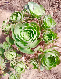 Greenovia Blumensamen zur Aussaat – Gorgeous mehrjährige Blüten für Ihren Garten