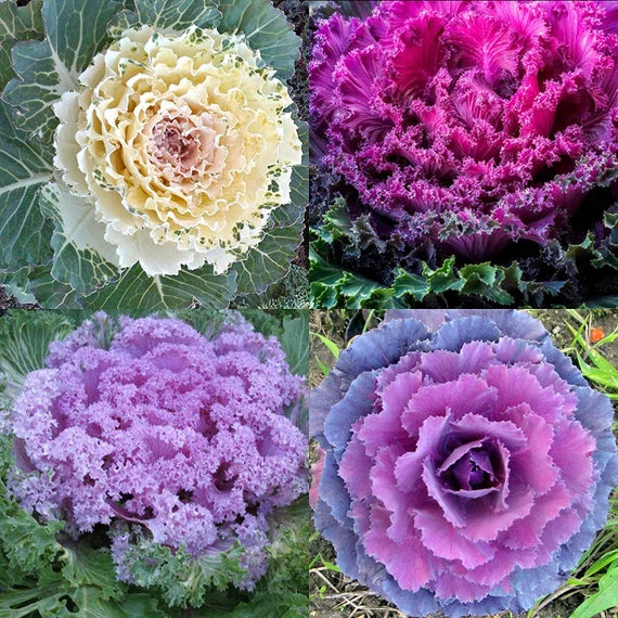Violett Himmelblau Brassica Oleracea Blumensamen zur Aussaat farbenfroh Schau Traditionssorte & ohne Gentechnik Samen Hausgarten