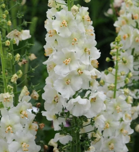 Weiß Verbascum Blumensamen zur Aussaat – saisonal Dauerblüher – Traditionssorte & ohne Gentechnik Samen Hausgarten