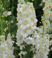 Weiß Verbascum Blumensamen zur Aussaat – saisonal Dauerblüher – Traditionssorte & ohne Gentechnik Samen Hausgarten