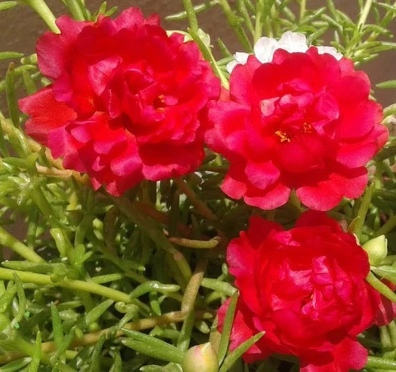 Rot portulaca blume samen for anpflanzung - cottage garten essential, heirloom & gmo free samen for home garten
 
 sale samen for home garten