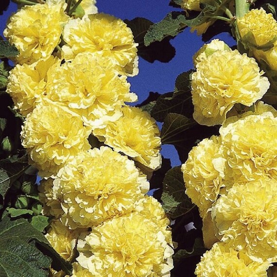 Gelb mehrjährig Bonsai Blumensamen zur Aussaat – Wildblume Mischung – Traditionssorte & ohne Gentechnik Samen Hausgarten