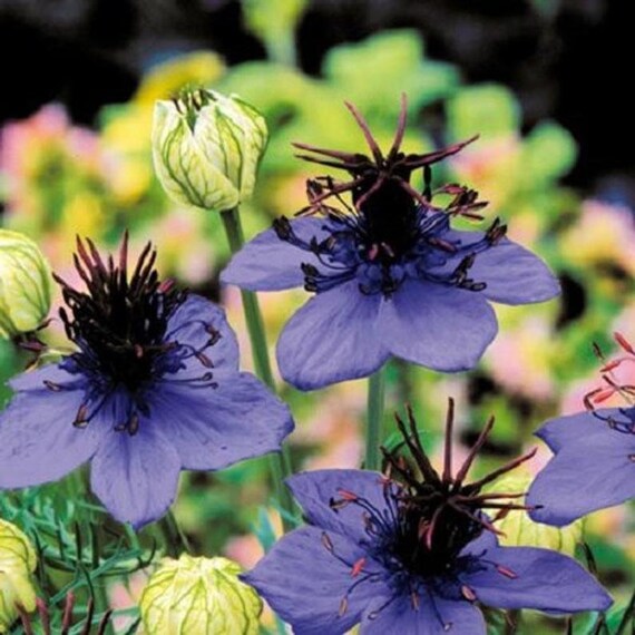 Nigella Love the Mist Midnight Blau Samen elegant – Blau Blumen