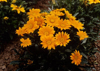 Gazania mini star gelb samen for sun-loving blooms