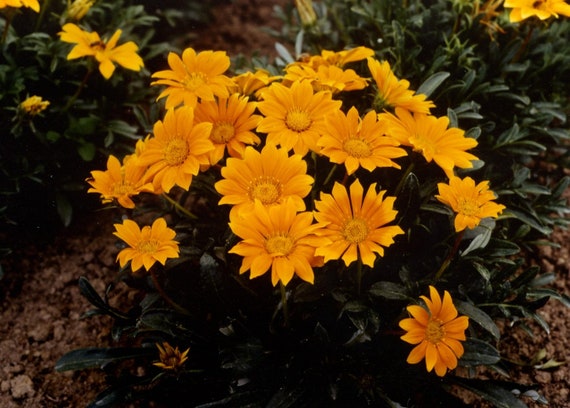 Gazania mini star gelb samen for sun-loving blooms