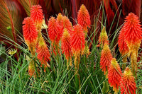 Kniphofia Uvaria Blumensamen zur Aussaat ideal Rabatten Traditionssorte & ohne Gentechnik Samen Hausgarten