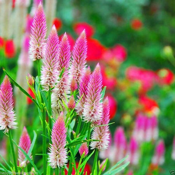 Lila Celosia Spicata Blumensamen zur Aussaat – Anzucht – Traditionssorte & ohne Gentechnik Samen Hausgarten