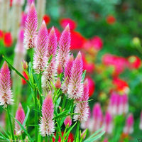 Lila Celosia Spicata Blumensamen zur Aussaat – Anzucht – Traditionssorte & ohne Gentechnik Samen Hausgarten