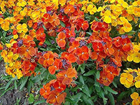 Gemischt Cheiranthus Blumensamen zur Aussaat – Garten beliebt – Traditionssorte & ohne Gentechnik Samen Hausgarten