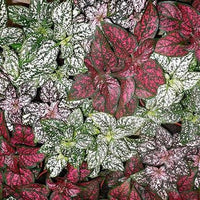 Mischung Hypoestes Blumensamen zur Aussaat – leuchtend – Traditionssorte & ohne Gentechnik Samen Hausgarten