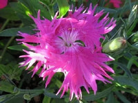 Rose Nelke Nelke Samen zur Aussaat Garten Rabatten Urban Spaces
