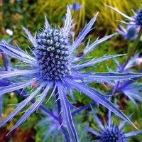 Eryngium Blumensamen zur Aussaat – Garten beliebt – Traditionssorte & ohne Gentechnik Samen Hausgarten