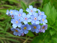 Blau alpine forget me not blume samen or heavenly hybrid-myosotis alpestris/pure blume samen for anpflanzung - premium quality, heirloom gmo free see
 
 sale samen for home garten