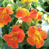 Orange Mimulus Blumensamen zur Aussaat – Wildblume Mischung – Traditionssorte & ohne Gentechnik Samen Hausgarten