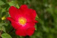 Rugosa Rose Rot Blumensamen zur Aussaat leuchtend Blüten für Ihren Garten