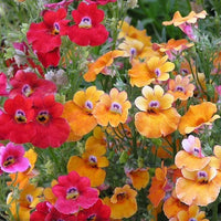 Gemischt Nemesia Carnival Blumensamen zur Aussaat – leuchtend Blüten – Traditionssorte & ohne Gentechnik Samen Hausgarten