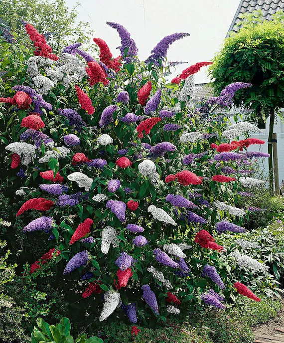 Mischung Sommerflieder Blumensamen zur Aussaat – leuchtend Blüten – Traditionssorte & ohne Gentechnik Samen Hausgarten