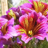 Salpiglossis Blumensamen zur Aussaat ideal Rabatten Traditionssorte & ohne Gentechnik Samen Hausgarten