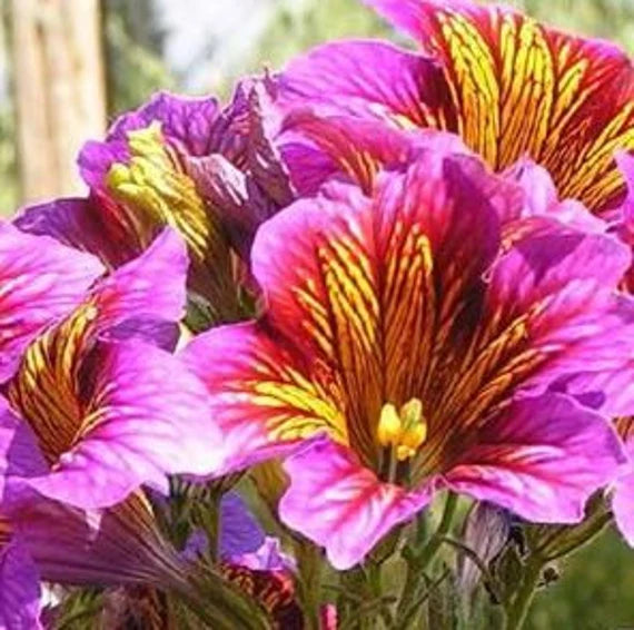 Salpiglossis Blumensamen zur Aussaat ideal Rabatten Traditionssorte & ohne Gentechnik Samen Hausgarten