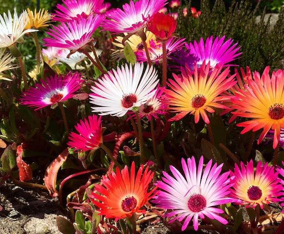 Rosa Dorotheanthus Blumensamen zur Aussaat – farbenfroh Schau – Traditionssorte & ohne Gentechnik Samen Hausgarten