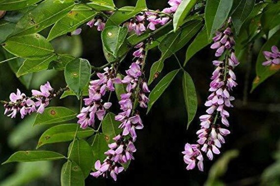 Millettia Grandis – Umzimbeet – Blume selten Samen